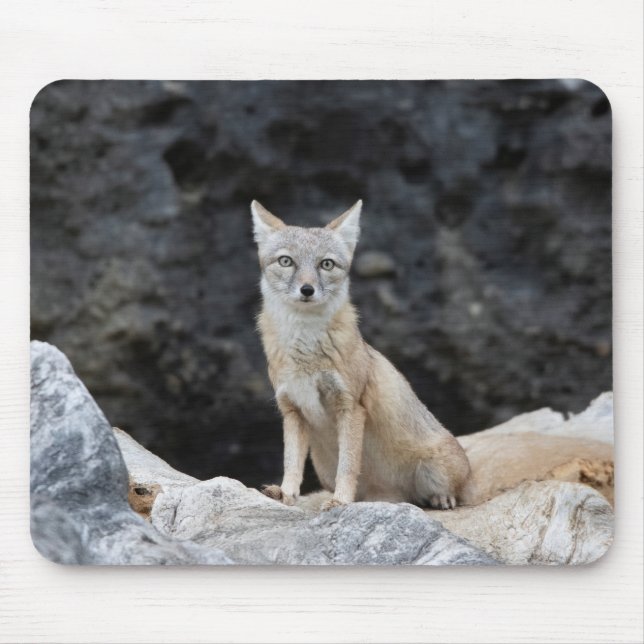 Mousepad Vulpes corsac (Frente)