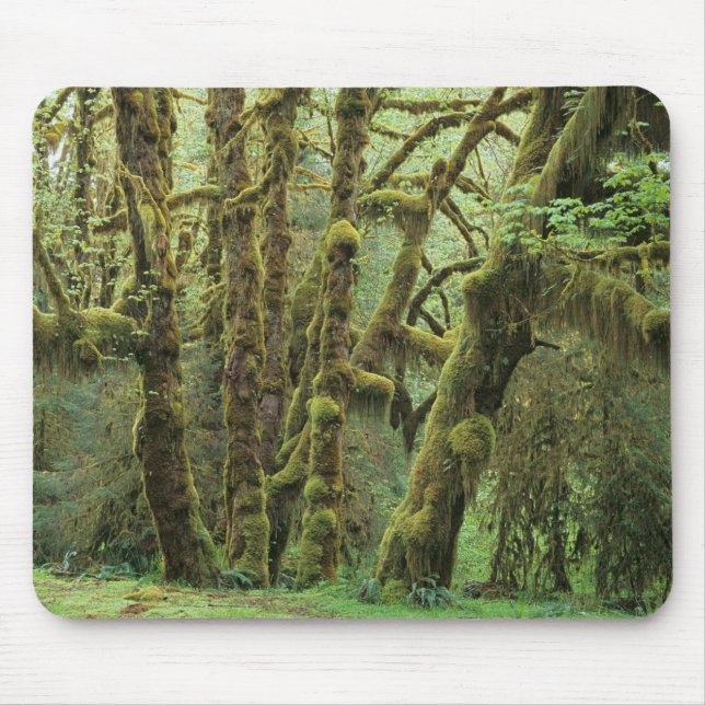Mousepad WA, Parque Nacional Olímpico, Floresta Tropical Ho (Frente)