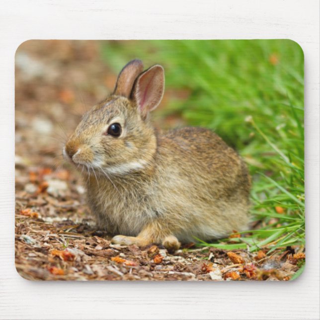 Mousepad WA, Redmond, coelho bebê da cauda de algodão orien (Frente)