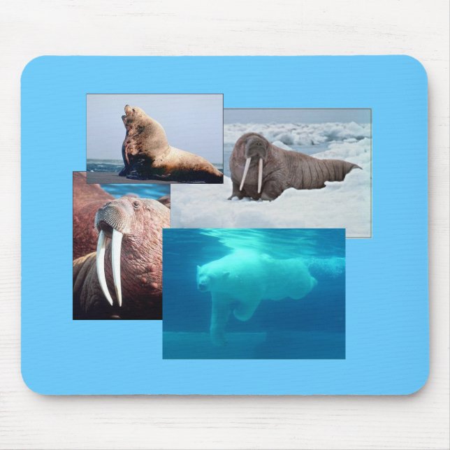 Mousepad Walrus, Urso Polar, Boca-Boca-Boca-Boca-Bola-De-Le (Frente)