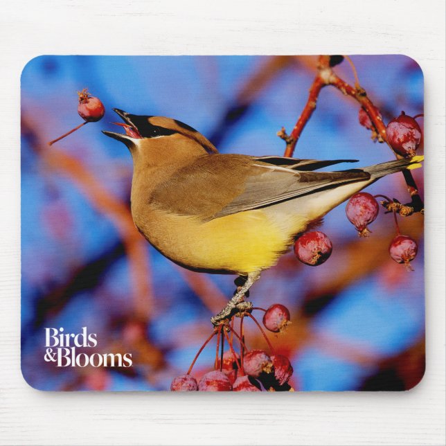 Mousepad Waxwing de cedro (Frente)