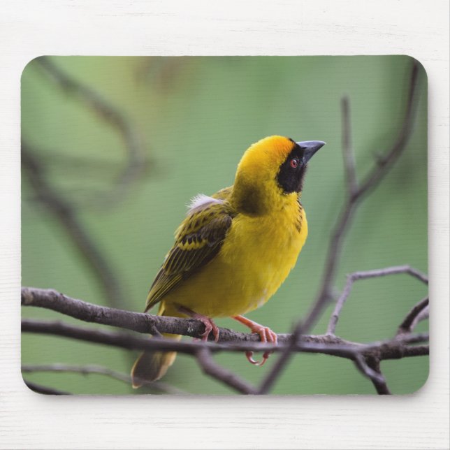 Mousepad Weaver, Bird, ave amarela (Frente)