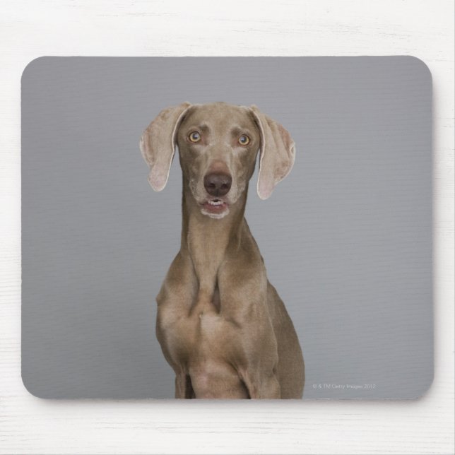 Mousepad Weimaraner sentado, tiro de estúdio (Frente)