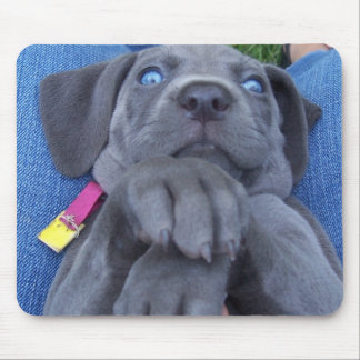 Mousepad weimeraner dos azuis bebés
