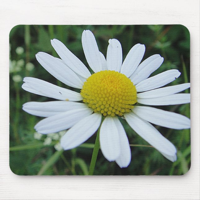 Mousepad weisse Margeritenblüte (Frente)