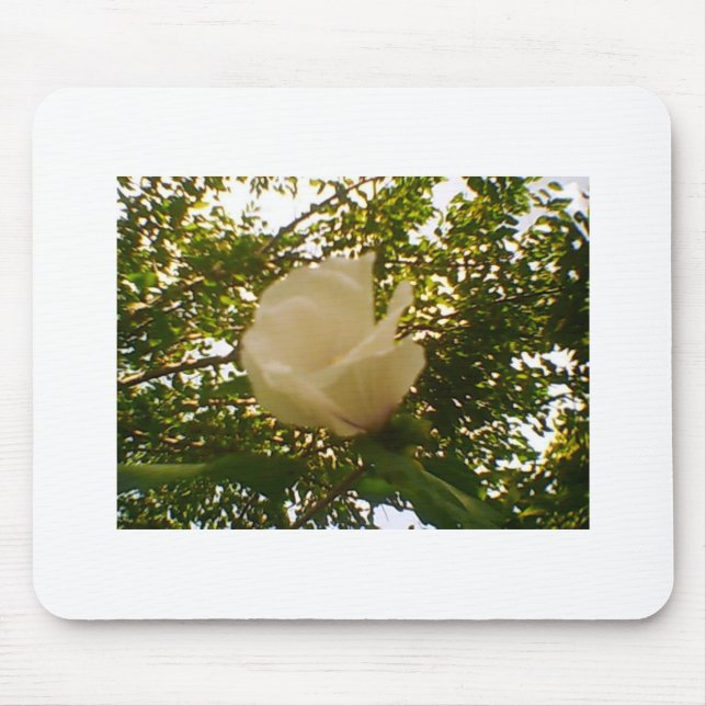 Mousepad White Rose Budding Bloom (Frente)