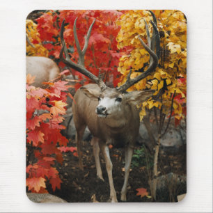 Mousepad Whitetail No Outono