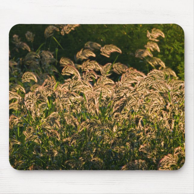 Mousepad Wild Millet (Panicum Sp.) Cultivo Em Zonas úmidas (Frente)