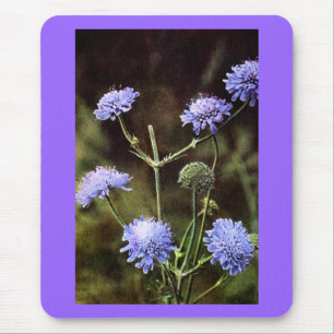 Mousepad Wildflower: Scabious de campo