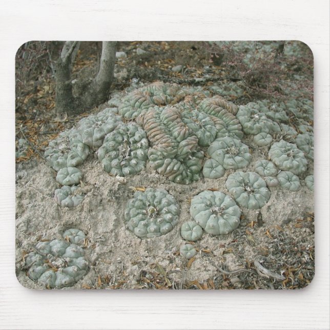 Mousepad Williamsii do Lophophora - Peyote (Frente)