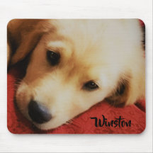 Winston o filhote de cachorro do golden retriever,