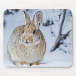 Mousepad Wyoming, Condado de Sublette, Coelho-de-cauda-cott