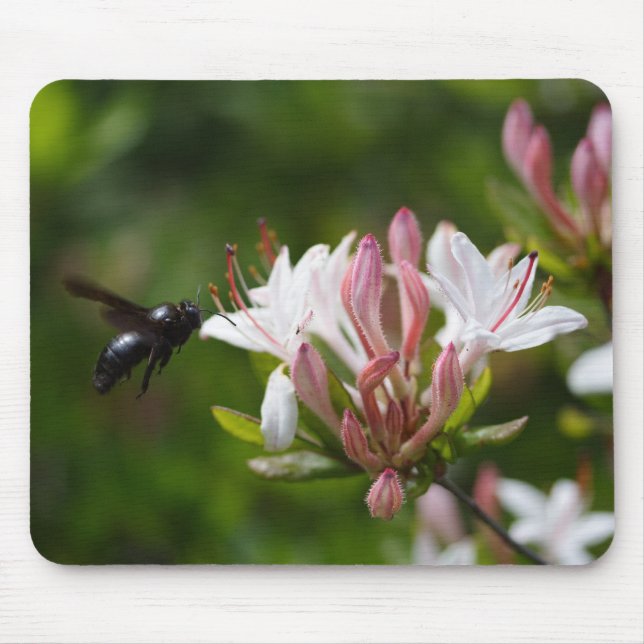 Mousepad Xylocopa violacea (Frente)