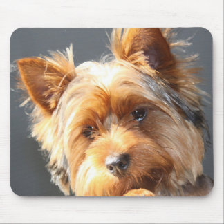 Mousepad yorkie
