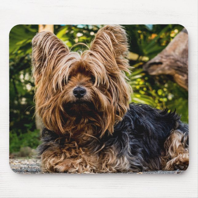 Mousepad Yorkie (Frente)