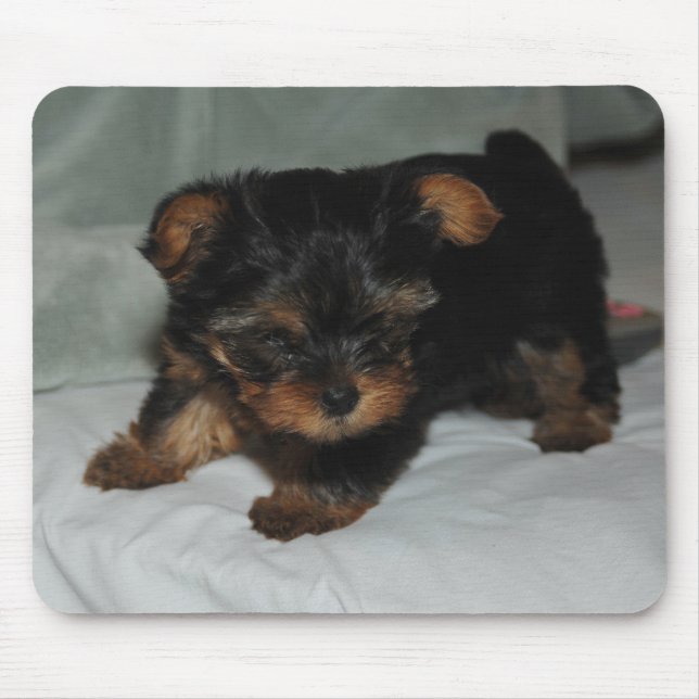 Mousepad yorkie do bebê (Frente)