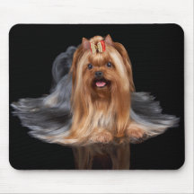 Yorkshire terrier no preto