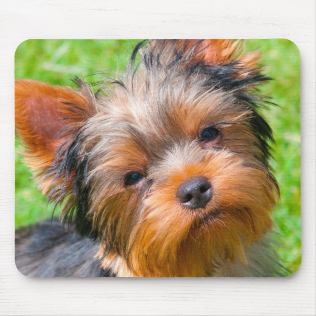 Mousepad Yorkshire Terrier olhando para cima (Frente)