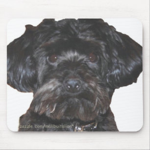 Mousepad Yorkshire Terrier-Poodle Mix