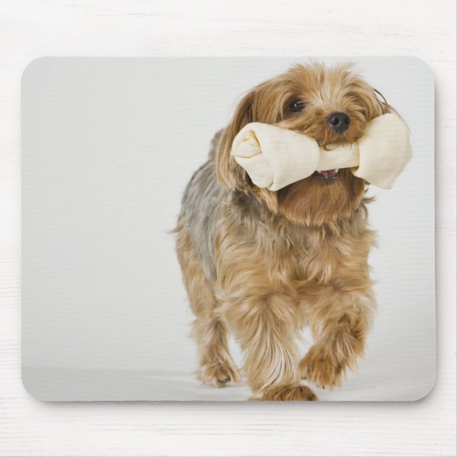 Mousepad Yorkshire Terrier sobre a caminhada branca (Frente)