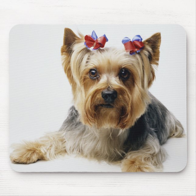 Mousepad Yorkshire terrier vestindo arcos vermelhos (Frente)
