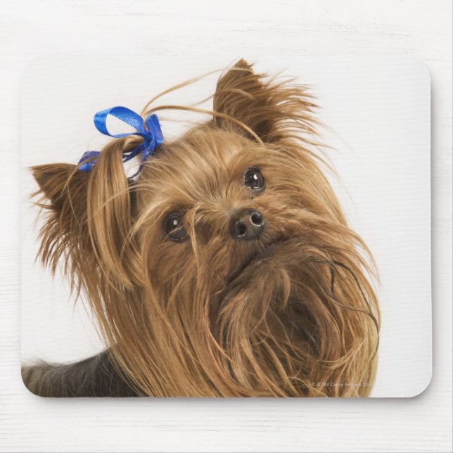 Mousepad Yorkshire Terrier / Yorkie. Raça viva de (Frente)
