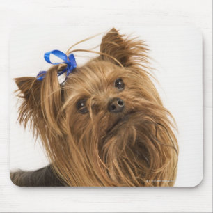 Mousepad Yorkshire terrier/Yorkie. Raça vívida de