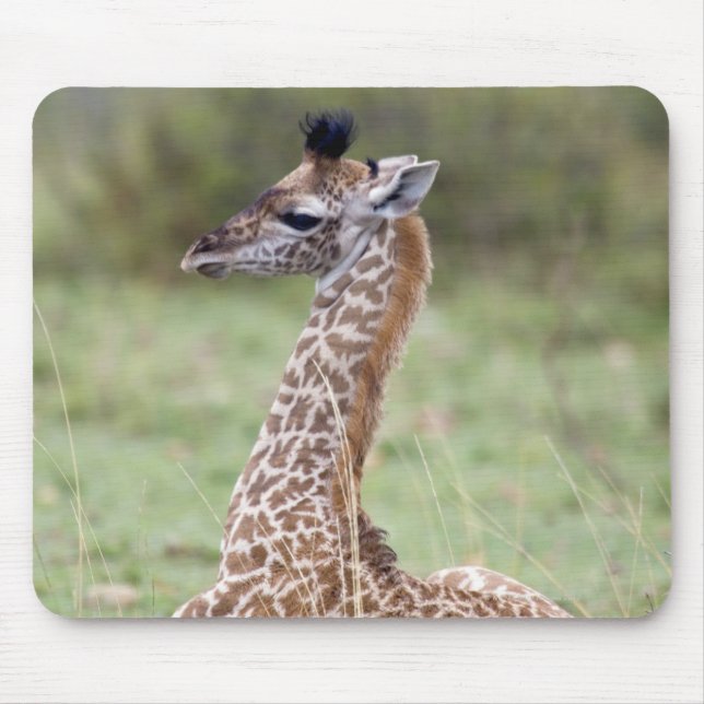 Mousepad Young Masai Giraffe (Giraffa camelopardalis) (Frente)