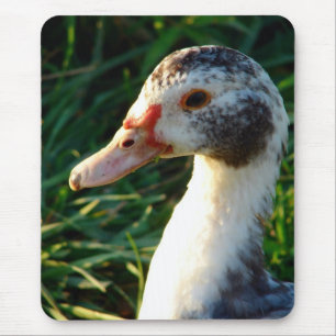 Mousepad Young Muscovy Hen Duck