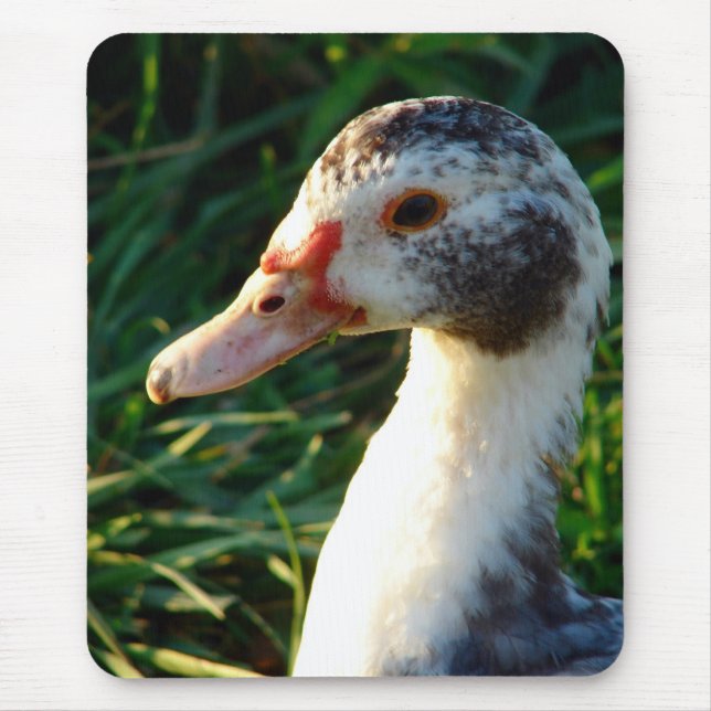 Mousepad Young Muscovy Hen Duck (Frente)