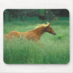 Mousepad Young Stallion Runs Through Meadow