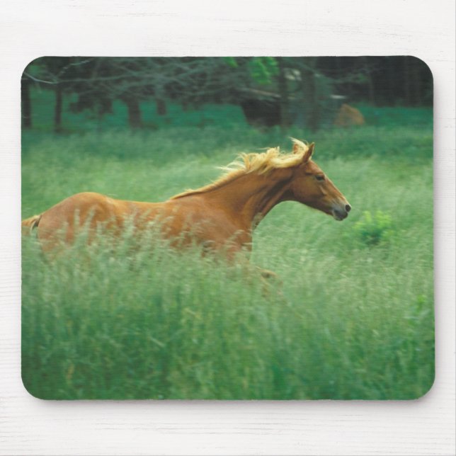 Mousepad Young Stallion Runs Through Meadow (Frente)
