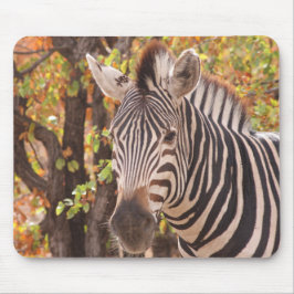 Mousepad zebra africana Burchell com listras em Bushveld