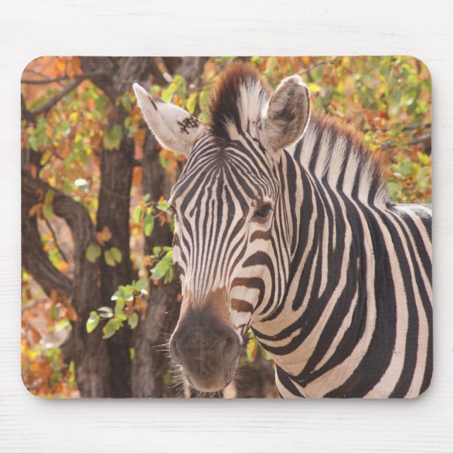 Mousepad zebra africana Burchell com listras em Bushveld (Frente)