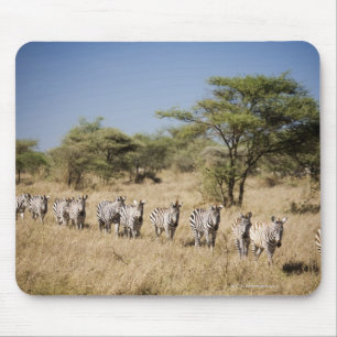 Mousepad Zebra da migração, Tanzânia