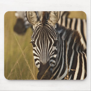 Mousepad Zebra de Burchell no capim alto de verão, Masai