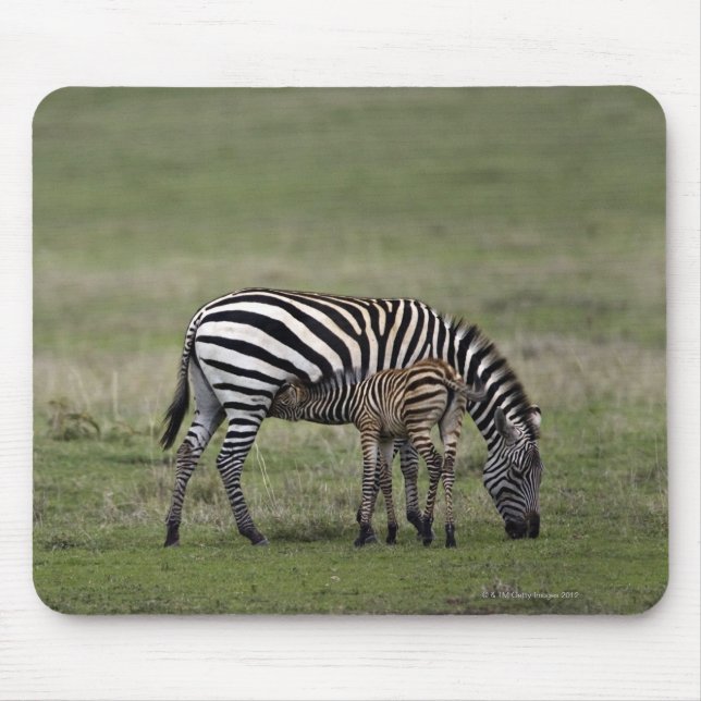 Mousepad Zebra e polo de enfermagem, Tanzânia (Frente)