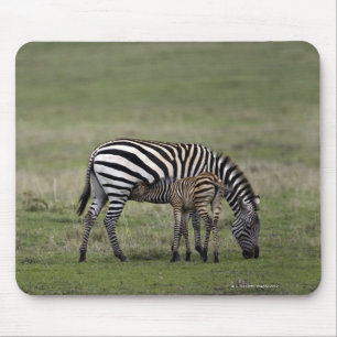 Mousepad Zebra e potro dos cuidados, Tanzânia