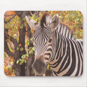 Mousepad Zebra em uma floresta mopani