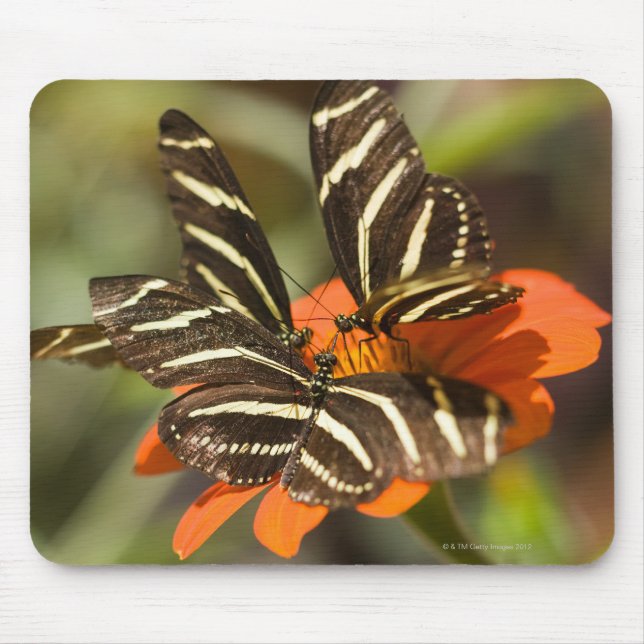 Mousepad Zebra Longwing (heliconius charitonia) na flor (Frente)