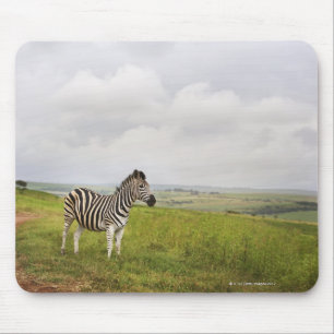 Mousepad Zebra no campo, África do Sul