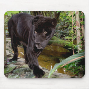 Mousepad Zoológico da Cidade de Belize. Pantera negra