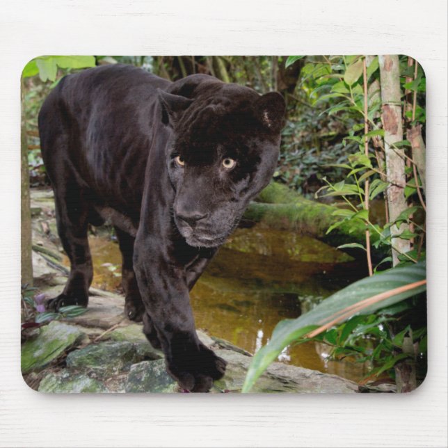 Mousepad Zoológico da Cidade de Belize. Pantera negra (Frente)