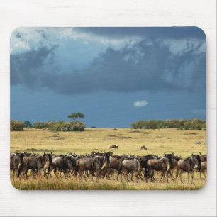Mousepads azuis de Mara do Masai da migração do