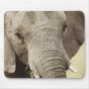 Mousepads do safari dos animais selvagens do