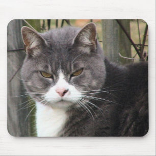 mousepads irritados do gato