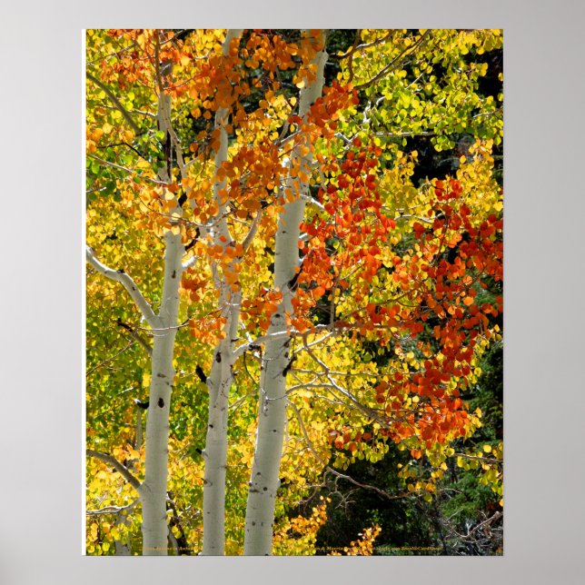 Mt. Charleston NV Autumn Aspen 16"x 20" Poster (Frente)