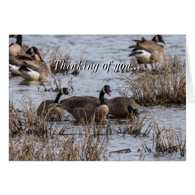 Mudando Pensando No Seu Cartão (Frente horizontal)