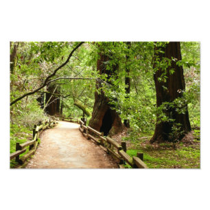 Muir Woods Path II - Fotografia natural