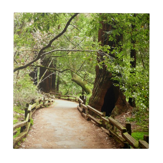 Muir Woods Path II - Fotografia natural (Frente)